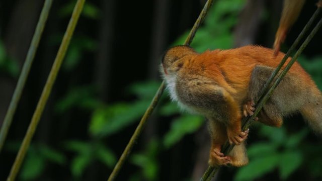 Slow Motion clip of two curious, wild and cute baby Squirrel Monkeys, who are climbing and looking for food at Manuel Antonio National Park in Costa Rica. The leaves in the background are blurry.