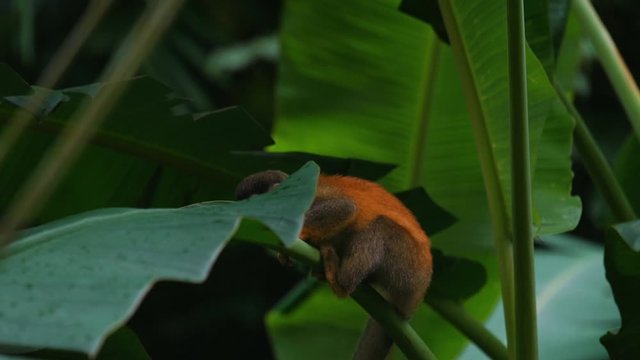 Slow Motion clip of a curious, wild and cute baby Squirrel Monkey on a palm tree, climbing and looking for food at Manuel Antonio National Park in Costa Rica. The leaves in the background are blurry.