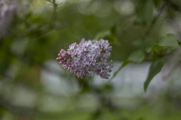 Lilac flower on a green background. Spring.
