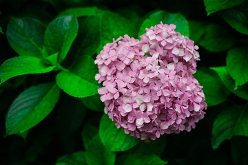 Nature styled photo with close up bright green leaves and the purple flowers of lilac.