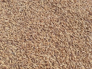 Rice seeds background. Closeup image of rice paddy after the harvest.