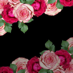 Beautiful floral background of pink and burgundy roses. Isolated