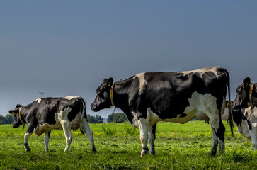 cows in a field