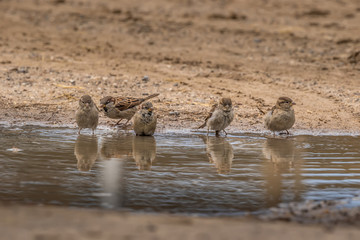 flock of sparrows swimming in river