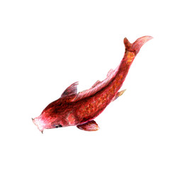 fish Carp koi isolated on white background