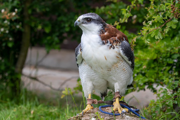 hawk standing on a log