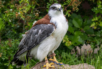 bird of prey