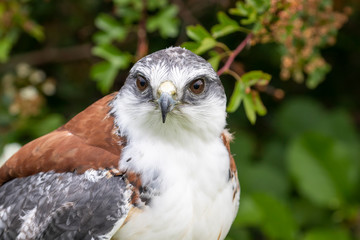 portrait of a hawk