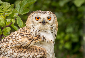 great horned owl