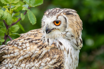 portrait of an owl