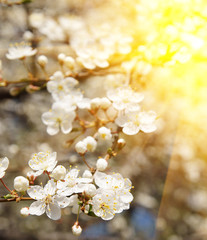White blooming cherry tree in spring