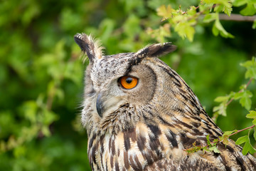 portrait of an eurasian eagle owl