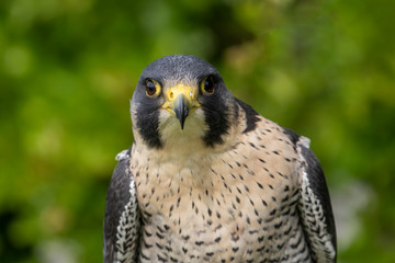 portrait of falcon