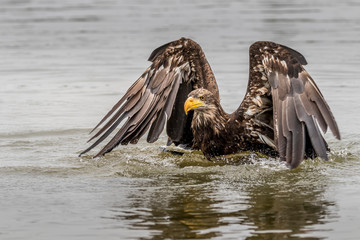 brown eagle in water