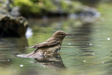 bird bathing in water