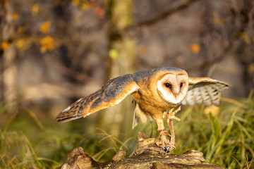 Church owl trying to fly off