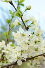 Blooming spring tree with white flowers