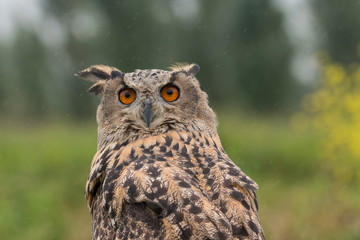 portrait of an eagle owl