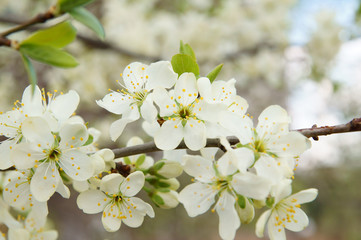 Blooming spring tree with white flowers