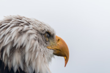 american bald eagle