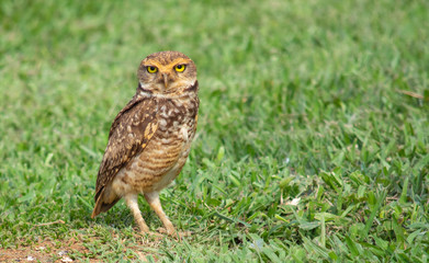 CORUJA-BURAQUEIRA