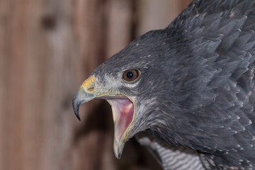 portrait of an eagle