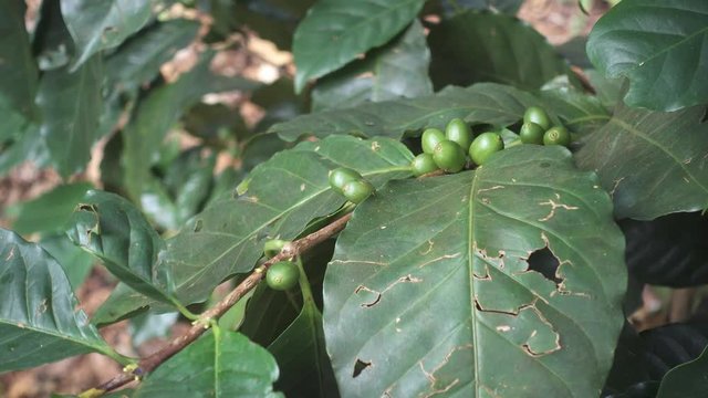 Move Shot of coffee tree with red and green berries on branches at the coffee plantation. Cafe beans on trees in mountain of Chiang rai Thailand. footage video B Roll scene 4k. for insert Advertising.