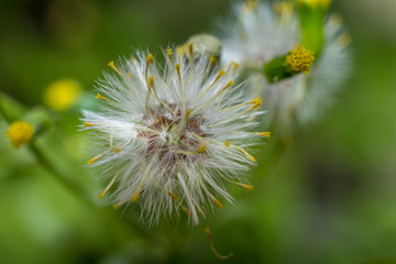 Dandelion in a field