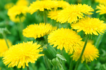 Beautiful spring dandelion flowers 