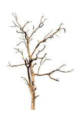 Dead tree isolated on white background. Dry tree branch with clipping path.