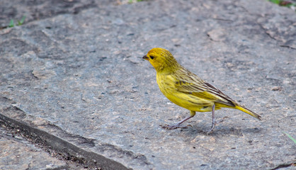 SABIÁ DA TERRA VERDADEIRO