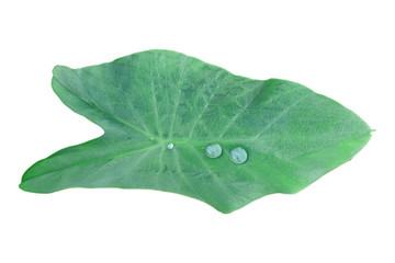 Tropical leaf with water drops isolated on white background. with clipping path