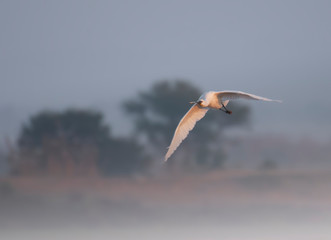 Eurasian spoonbill ( Platalea leucorodia)