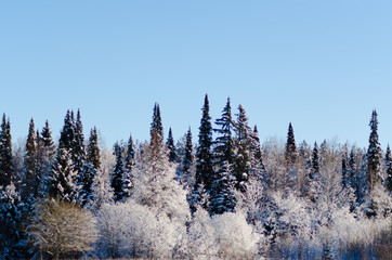 Fototapeta na wymiar snowy trees on a sunny day
