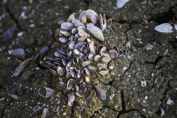 sea shells on the beach