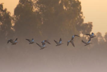 Ruddy shelduck (Tadorna ferruginea)