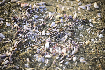 shells on beach