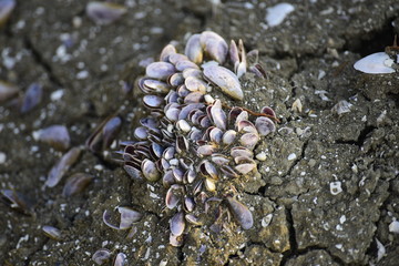 shells on the beach