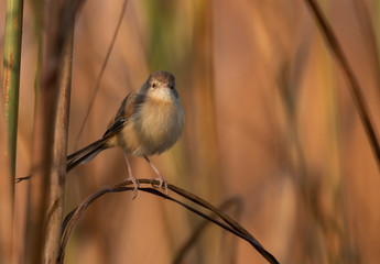 Palin prinia 