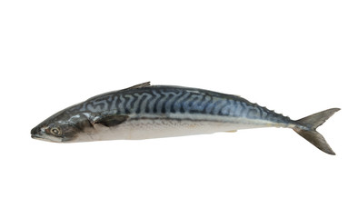 Fresh atlantic mackerel fish isolated on white background