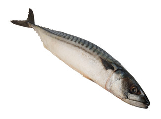 Fresh mackerel fish isolated on white background