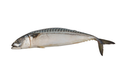 Raw mackerel fish isolated on white background