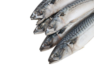 Mackerel fishes isolated on white background