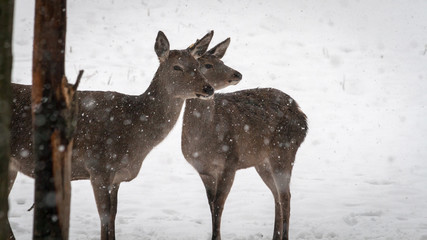 Rehe im Schee
