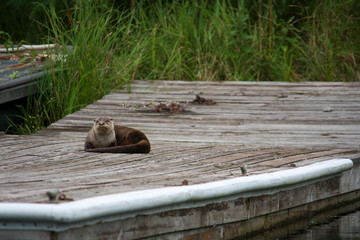 Otter on the dock