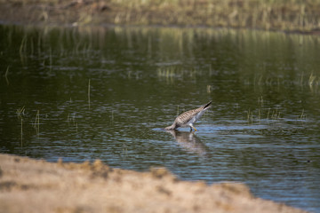 Little bird fishing for food in a marsh