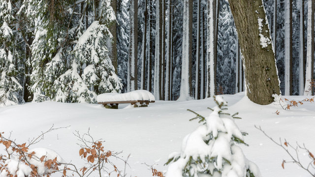 Winterwald im Harz