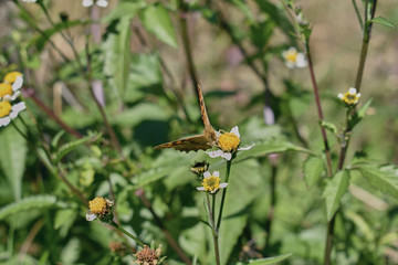 macro angle of a butterfly feeding on a bush