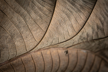 leaf