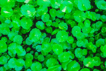 Green leaf background